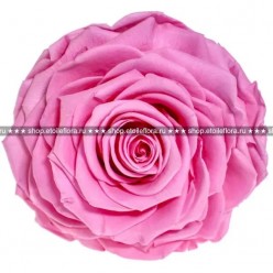 Роза Соло розовый