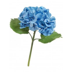 Гортензия тёмно-голубая крупно-цветковая (серия MDP)