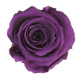 Роза Макси фиолетовый