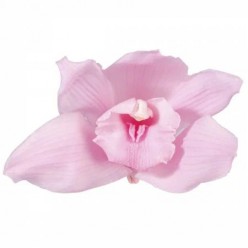 Орхидея Цимбидиум розовый