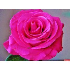 Роза Соло малиновый