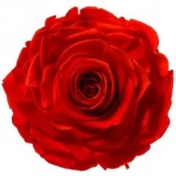 Роза Соло красный