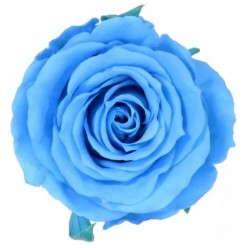 Роза Стандарт голубой