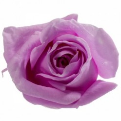 Роза Мини лиловый
