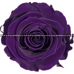 Роза Стандарт фиолетовый