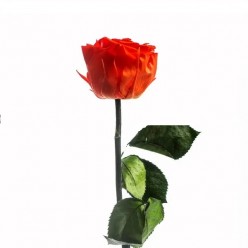Роза на стебле, оранжевый