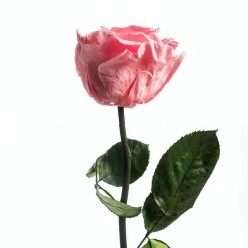 Роза на стебле, розовый