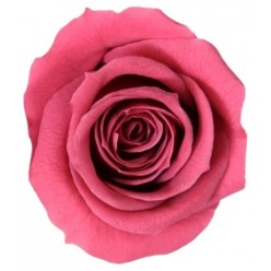 Роза Мини розовый