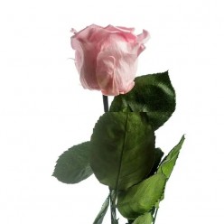 Роза на стебле, нежно розовый
