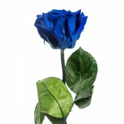 Роза на стебле, синий