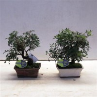 Bonsai Pistacia (Бонсай Фисташка) 