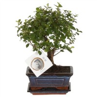 Bonsai Sageretia (Бонсай Сагеретия)