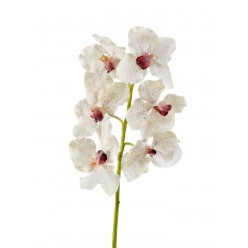 Орхидея Ванда крем с крапинами бордо в-57 см, 6цв 12/72