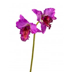 Орхидея Каттлея крупная темно-сиреневая