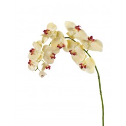 Орхидея Фаленопсис бледно-золотистая с бордо в-100 см, 11цв 4/24
