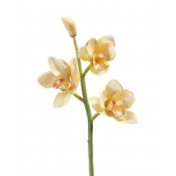Орхидея Цимбидиум ветвь нежно-золотистая малая в-50 см, 3 цв, 1бут 12/48