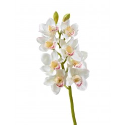 Орхидея Цимбидиум белая ветвь средняя в-67 см 8цв,2бут 6/30