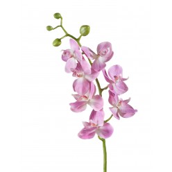 Орхидея Фаленопсис Элегант розово-белая в-70 см 7 цв,4бут 12/84