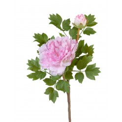 Пион нежно-розовый ветвь малая 