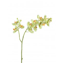 Орхидея Фаленопсис св.лайм ветвь двойная в-88 см, 9цв3 бут,3цв2 бут 12/48
