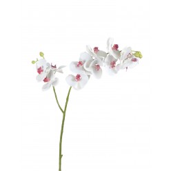 Орхидея Фаленопсис белая с роз.сердцевинкой ветвь двойная в-88 см, 9цв3 бут,3цв2 бут 12/48