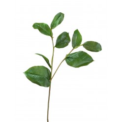 Ветвь Салала с зелеными листами 