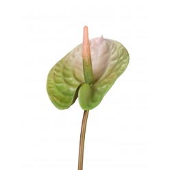 Антуриум Андрэ зеленый с розовым в-70, д-13 см 24/192