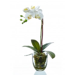 Орхидея Фаленопсис белая куст 40 см 1 ветвь в стекл.вазе с мхом, корнями, землёй 6/6 IRTR-10.0611066WHGL40