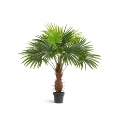 Пальма Вашингтония  (Sensitive Botanic) 