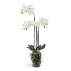 Орхидея Фаленопсис белая 