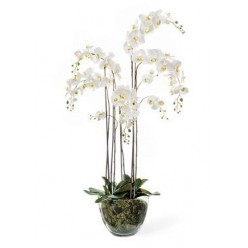 Орхидея Фаленопсис белая 
